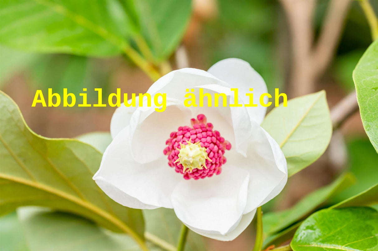 Genaues Foto für Magnolia sieboldii folgt; dieses ähnliche Bild dienst der Illustration von Sommermagnolie