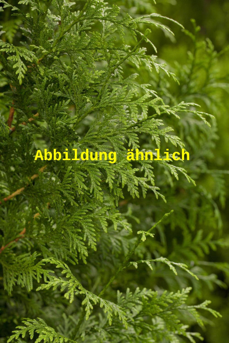 Thuja plicata 'Excelsa' (Großer Lebensbaum)