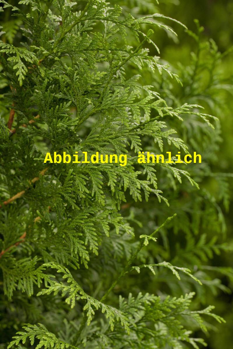 Genaues Foto für Thuja plicata 'Excelsa' folgt; dieses ähnliche Bild dienst der Illustration von Großer Lebensbaum