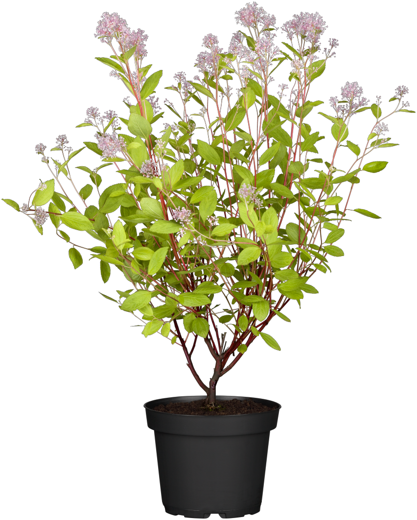 Marie Simon Säckelblume im Topf, erhältlich als: ; Einsatz: Zierstrauch, pflegeleicht;;günstig mit Qualität