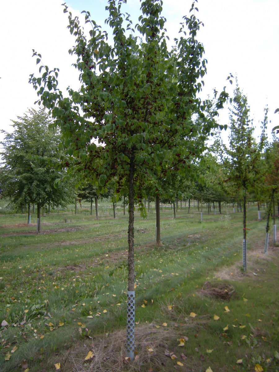 Cornus mas (Kornelkirsche)