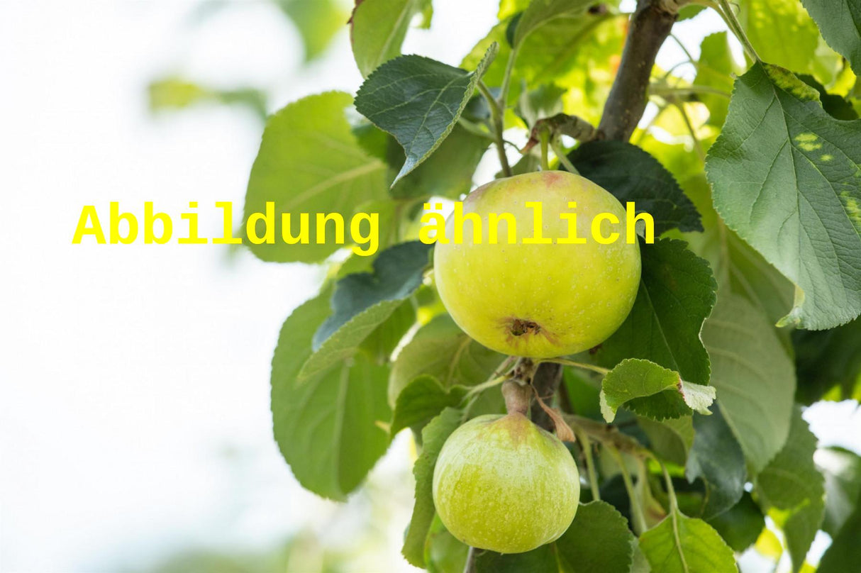 Genaues Foto für Malus 'Croncels' folgt; dieses ähnliche Bild dienst der Illustration von Apfel 'Croncels' mittel