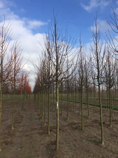 Amerikan. Stadtlinde; hier mit Winterlaub; schnellwüchsig; Einsatzmöglichkeit z.B. : Allee; erhältlich von 270-330 bis 450-650 cm;;hier kaufen