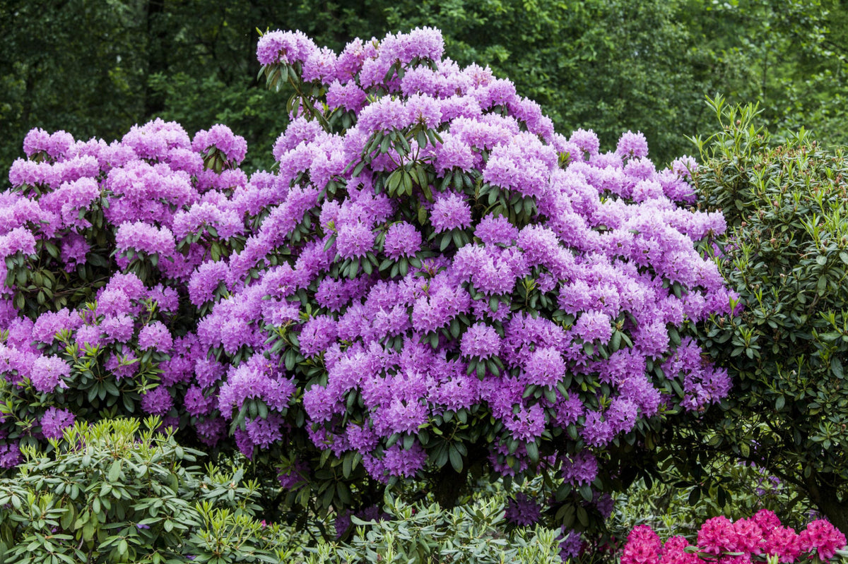 Rhododendron Hybr.'Roseum Elegans' I (Rhododendron-Hybride 'Roseum Elegans')  hier günstig kaufen – Mitteldeutsche-Baumschulen