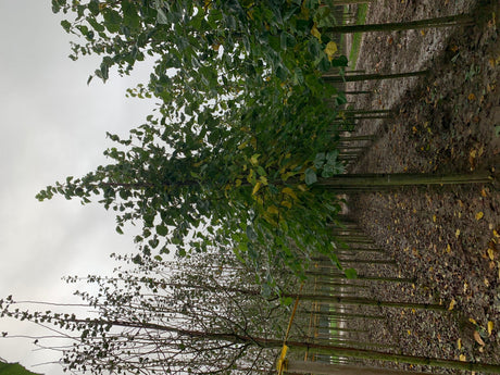 Krimlinde; als Pflanze im Beet; bienennährpflanze; Einsatzmöglichkeit z.B. : Parkbaum; erhältlich von 270-330 bis 450-650 cm;;hier kaufen