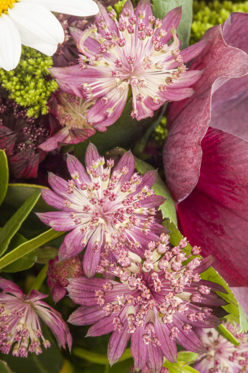 Astrantia major mit Blüte; Einsatz: , ;;ab 4,38 Euro