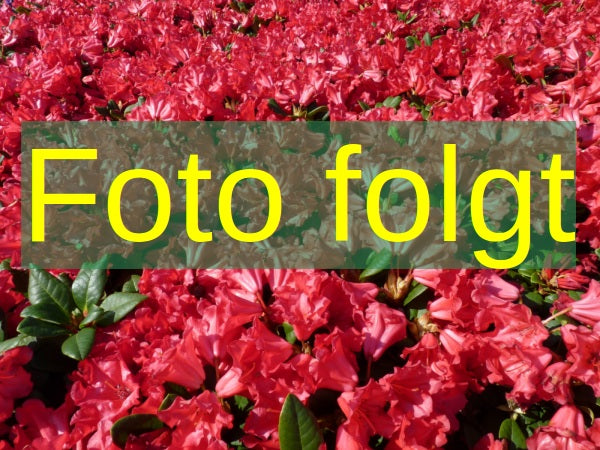 Rhododendron Hybr.'Progres' II (Rhododendron-Hybride 'Progres') hier  günstig kaufen – Mitteldeutsche-Baumschulen