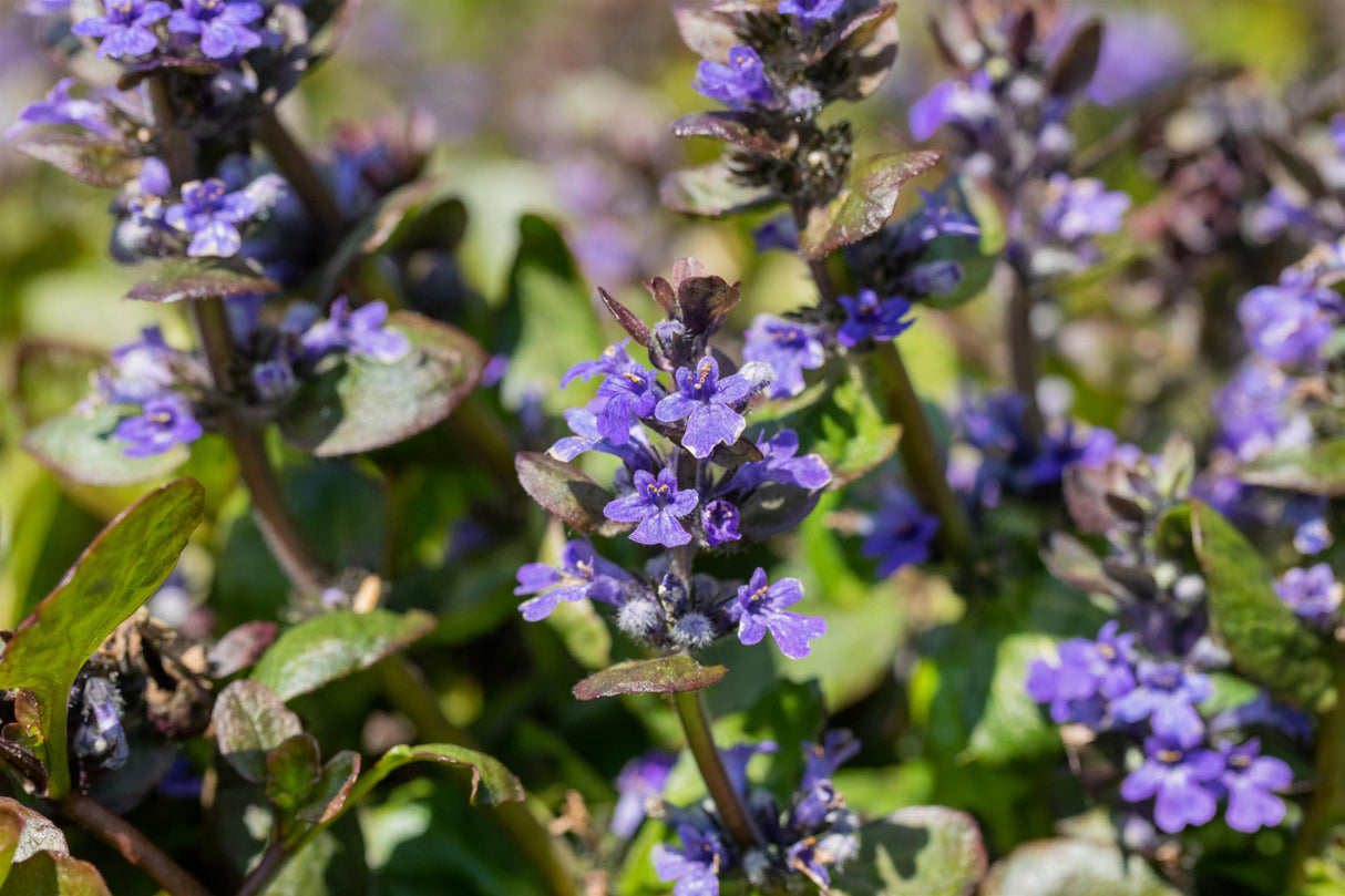 Ajuga reptans 'Catlin's Gigant' mit Blüte; Einsatz: , ;;ab 4,48 Euro