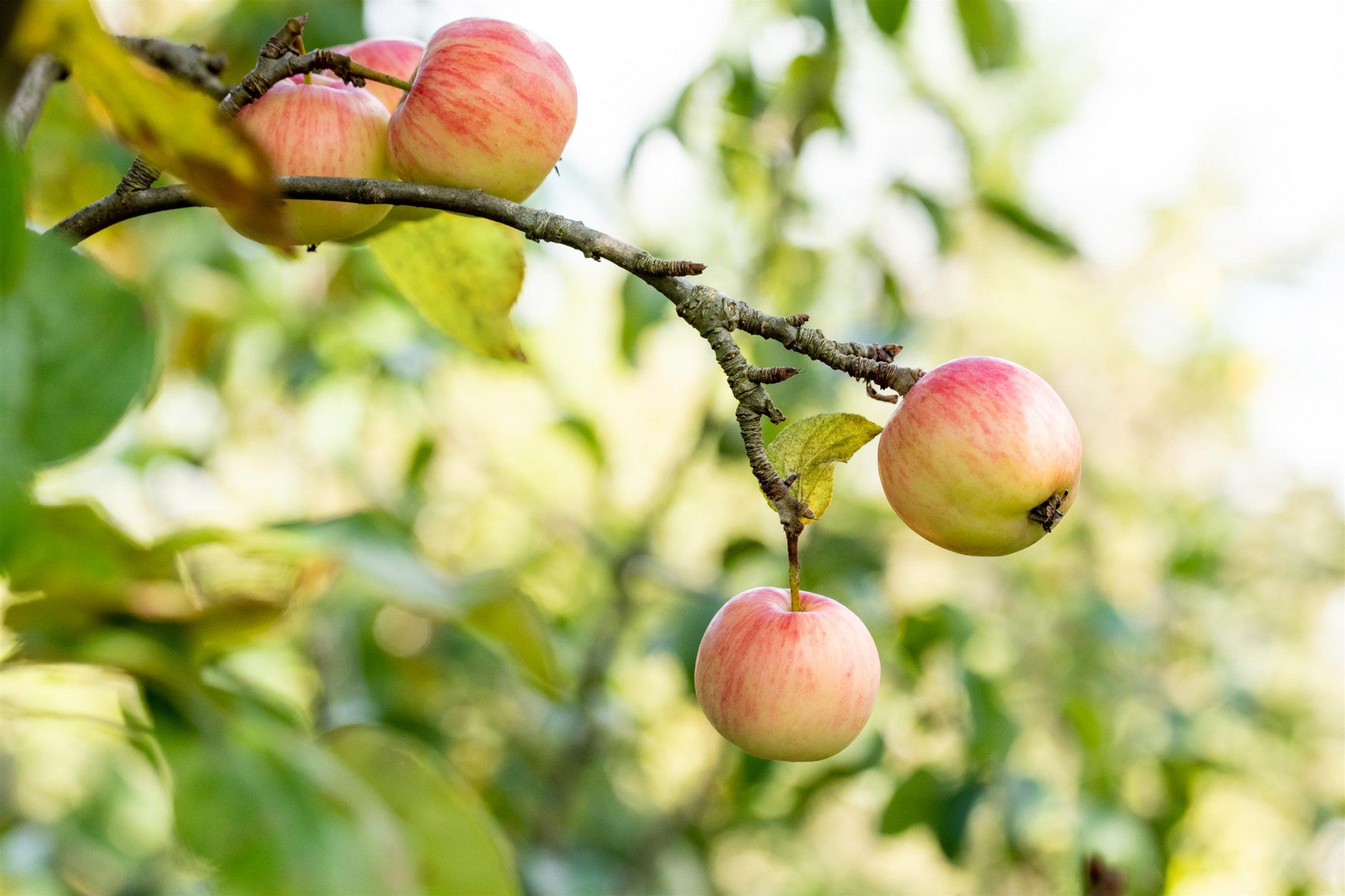 Malus 'Schöner von Herrnhut' (Apfel 'Schöner von Herrnhut' mittel)