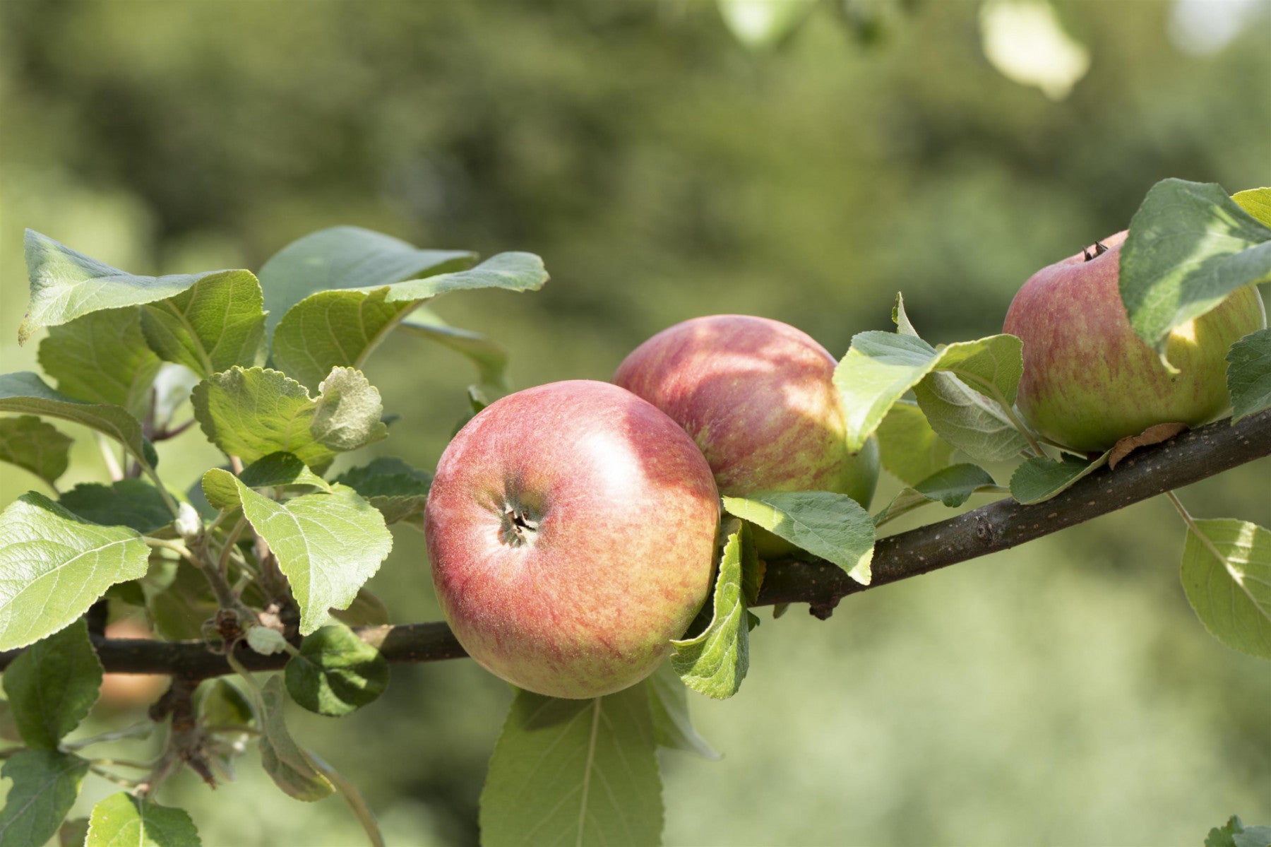 Malus 'Landsberger Renette' (Apfel 'Landsberger Renette' mittel)