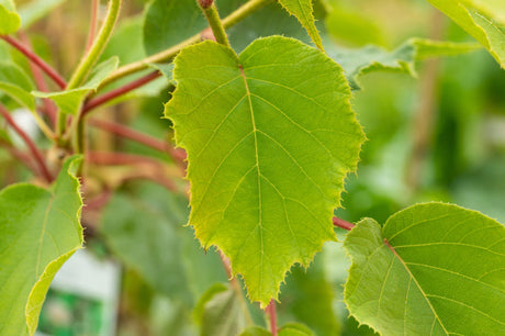 Kiwi 'Hayward'; hier mit Belaubung; vitaminreiche Früchte; Einsatzmöglichkeit z.B. : Kletterpflanze; erhältlich von 40-60 bis 100-150 cm;;hier kaufen