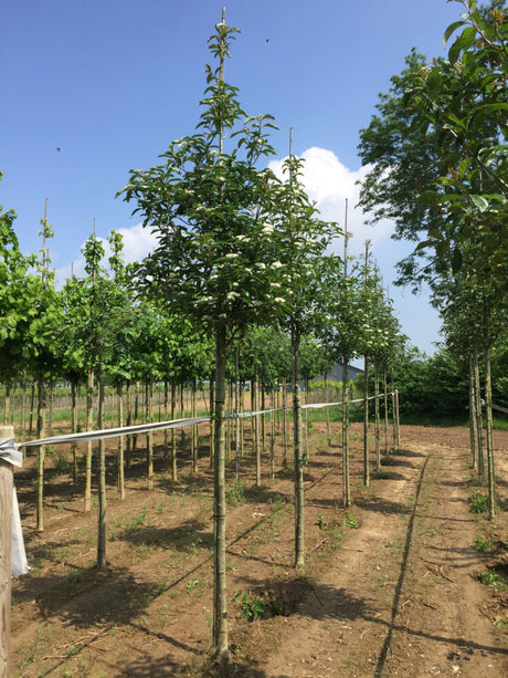 Apfeldorn; pflegeleicht; erhältlich von 125-150 bis 450-650 cm;;hier kaufen