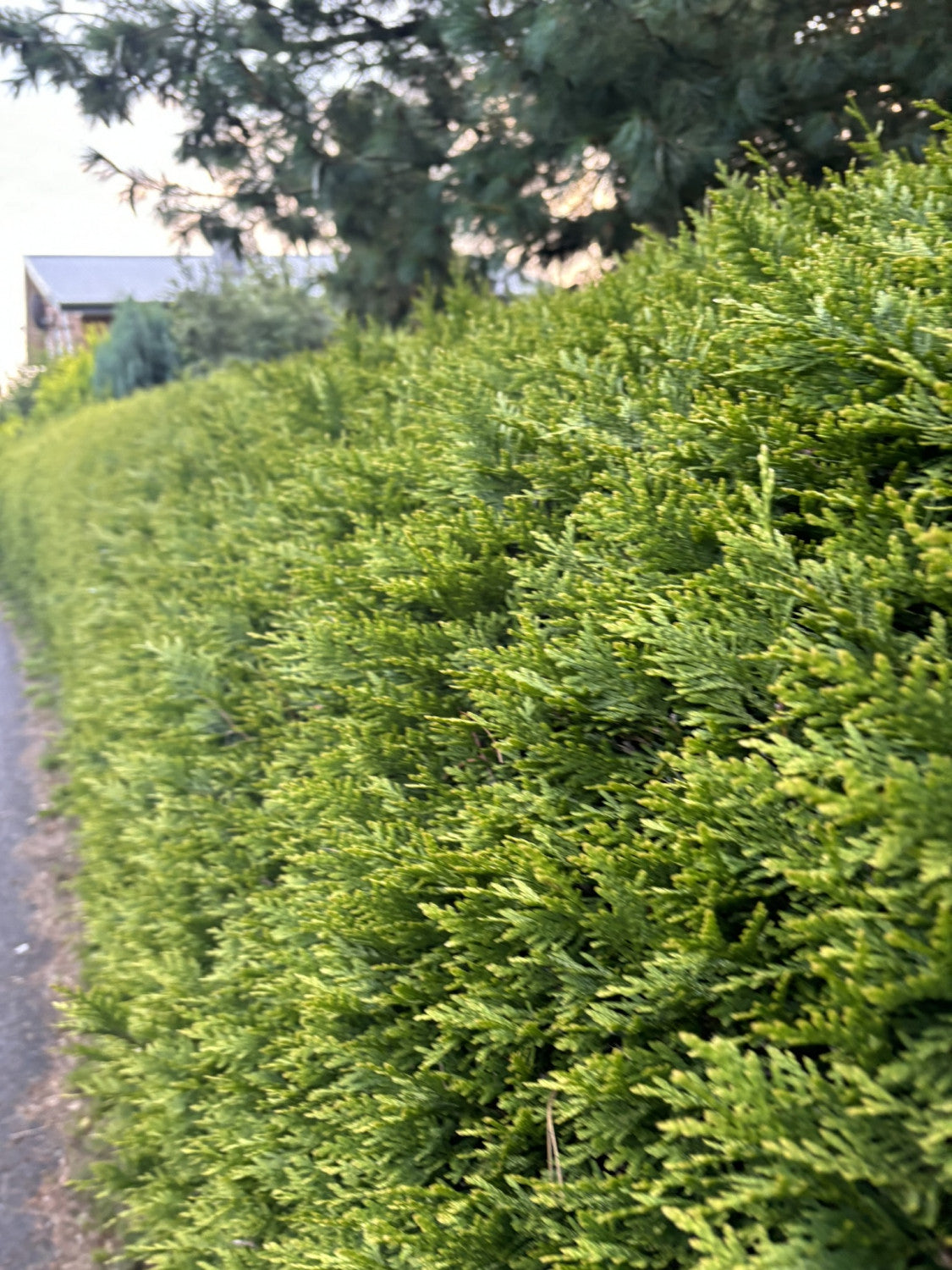 Thuja plicata 'Aurescens' (Goldspitzen-Lebensbaum)