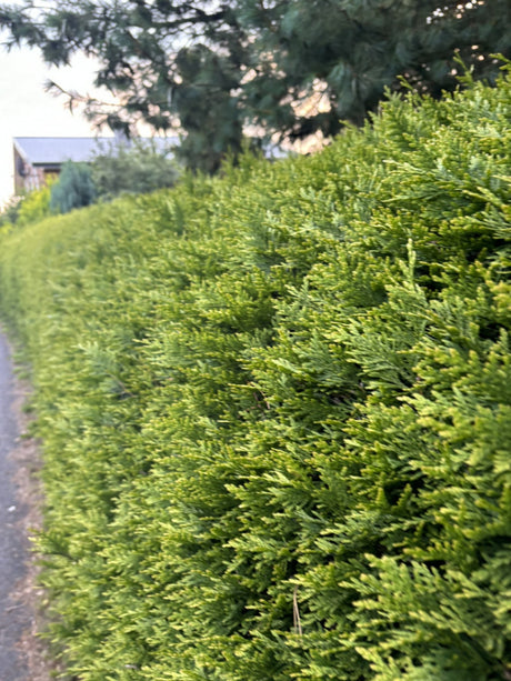 Thuja plicata 'Aurescens' als Hecke, erhältlich von 30-40 bis 250-275 cm, ;;ab 8,64 Euro