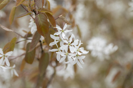 Amelanchier 'Ballerina'; attraktive Herbstfärbung; verfügbar in 11 Größen und Varianten;;ab 50,60 Euro