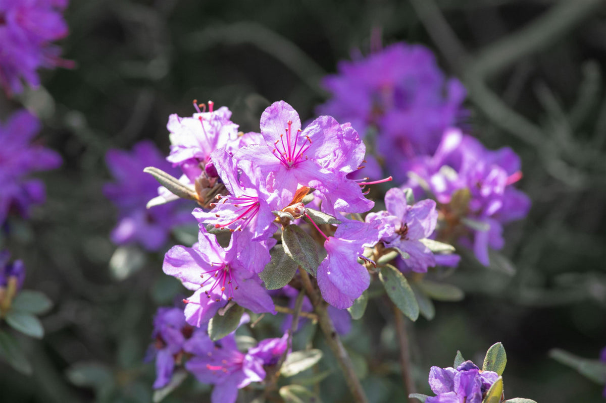 Rhododendron impeditum 'Blue Wonder' II (Kleinblättr.Rhododendron 'Blue  Wonder') hier günstig kaufen – Mitteldeutsche-Baumschulen