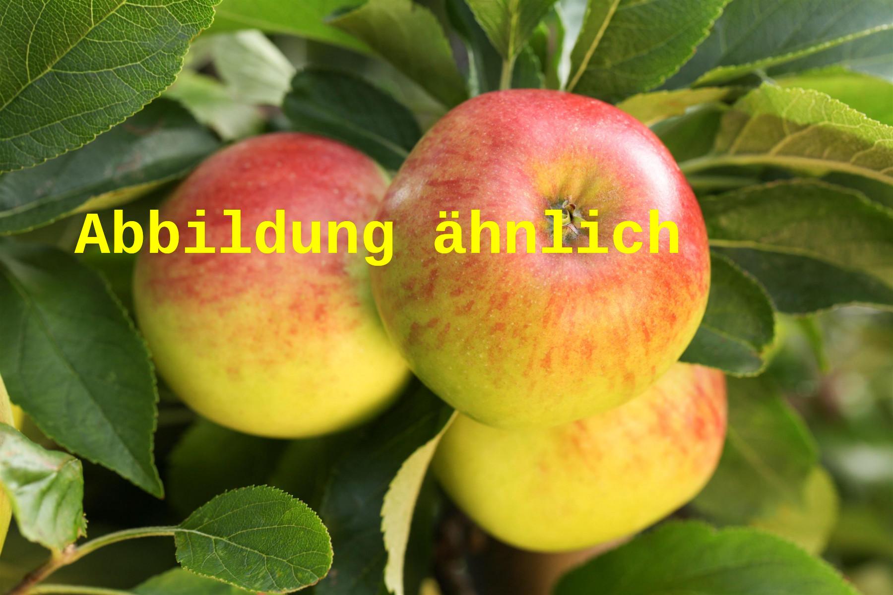 Malus 'Carola' (Apfel 'Carola')