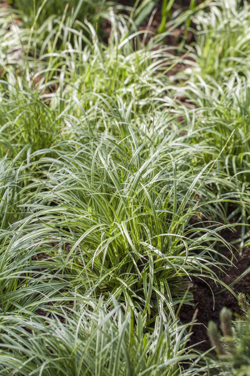 Carex morrowii 'Silver Sceptre' , ;;ab 4,20 Euro