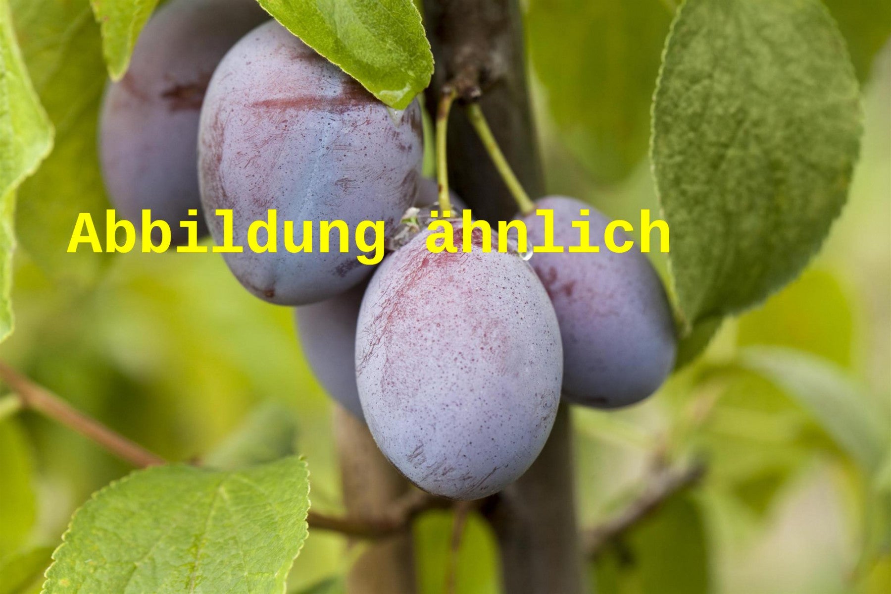 Prunus dom. 'Hauszwetsche' (Zwetsche 'Hauszwetsche' mittelspät)