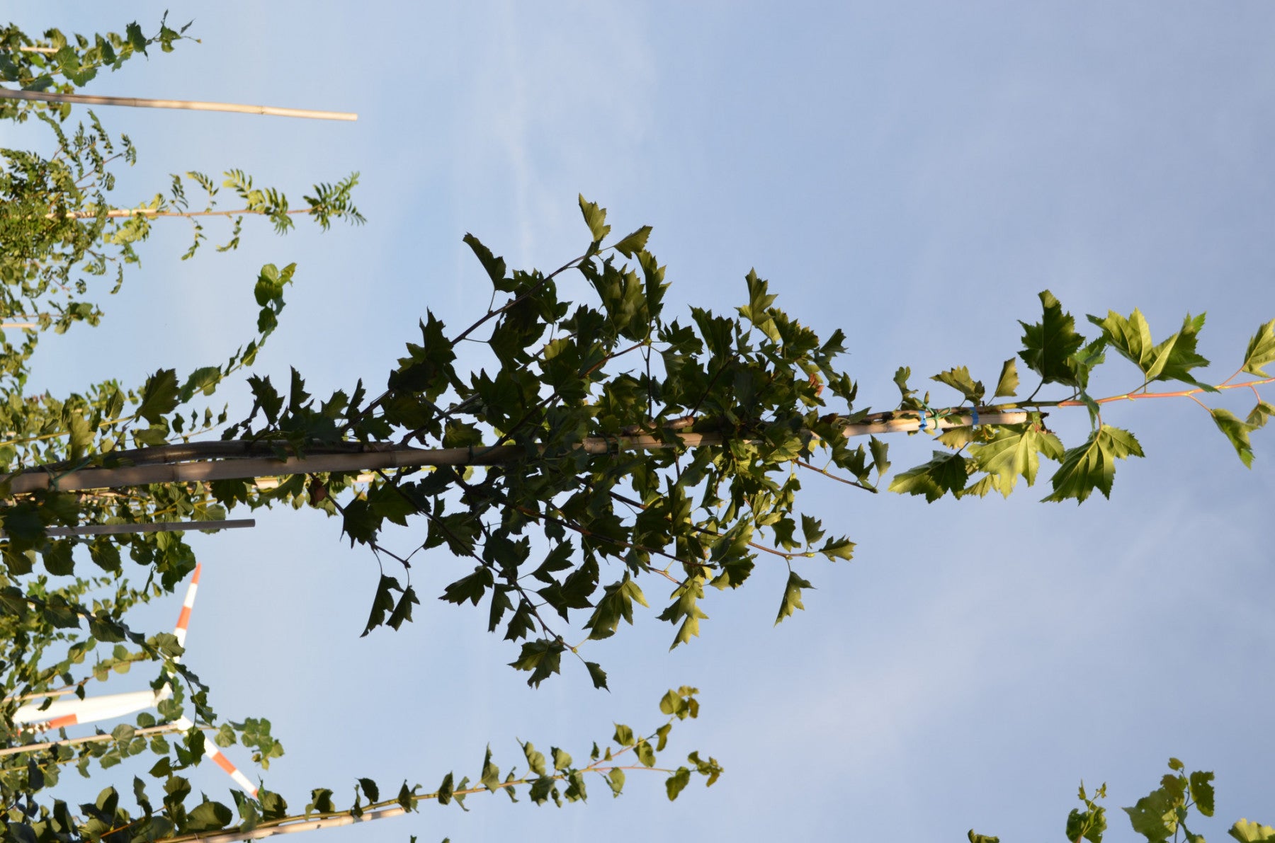 Sorbus torminalis (Elsbeere)