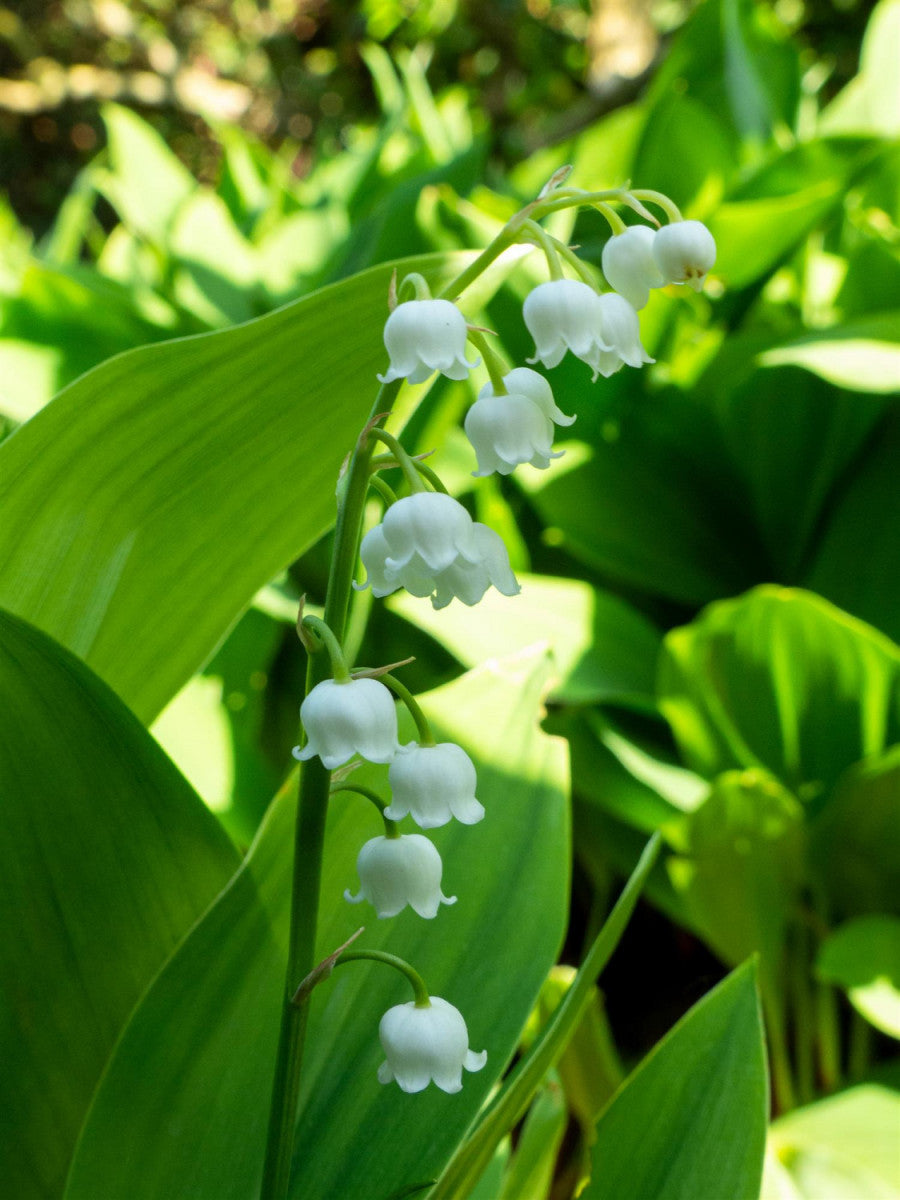 Convallaria majalis (Gewöhnliches Maiglöckchen) hier günstig kaufen –  Mitteldeutsche-Baumschulen