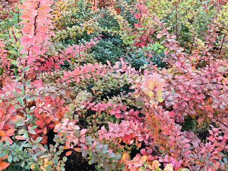 Grüne Heckenberberitze; hier mit Herbstlaub; nahrungsquelle für Vögel; Einsatzmöglichkeit z.B. : Heckenpflanze; erhältlich von 40-60 bis 80-100 cm;;hier kaufen