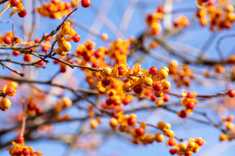 Rotblättriger Baumwürger; mit Früchten/Fruchtbehang; anspruchslos; Einsatzmöglichkeit z.B. : Rankpflanze; erhältlich von 100-150 bis 150-200 cm;;hier kaufen