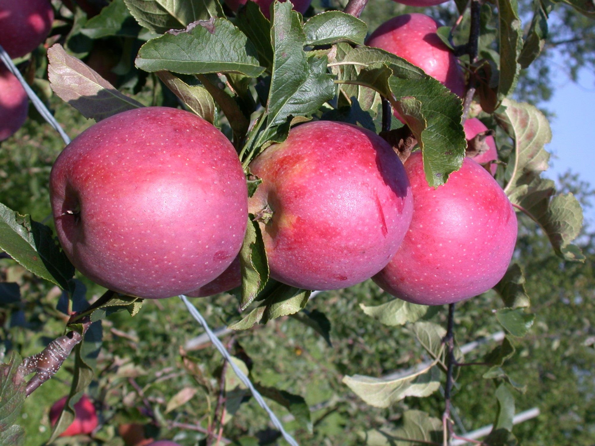 Malus 'Regine' (Apfel 'Regine' -S-)