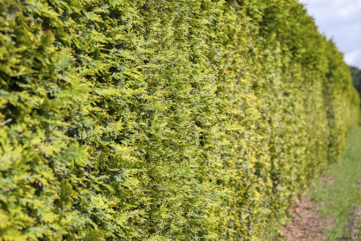 Abendländ. Lebensbaum als Pflanze im Beet, verfügbar in 22 Größen und Varianten; Einsatz: Vogelschutzhecke, schnittfest;;hier kaufen