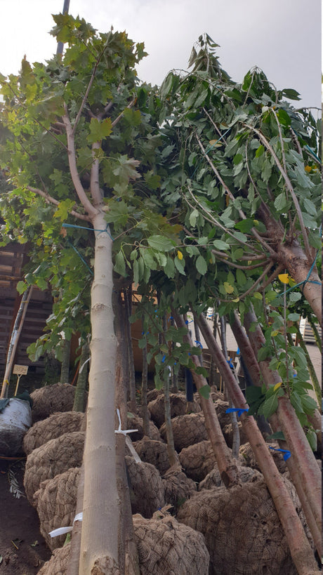 Acer platanoides 'Cleveland A'; vorbereitet für Versand; robust; Einsatzmöglichkeit z.B. : Allee; erhältlich mit Stammumfang von 12-14 bis 20-25 cm;;günstig mit Qualität