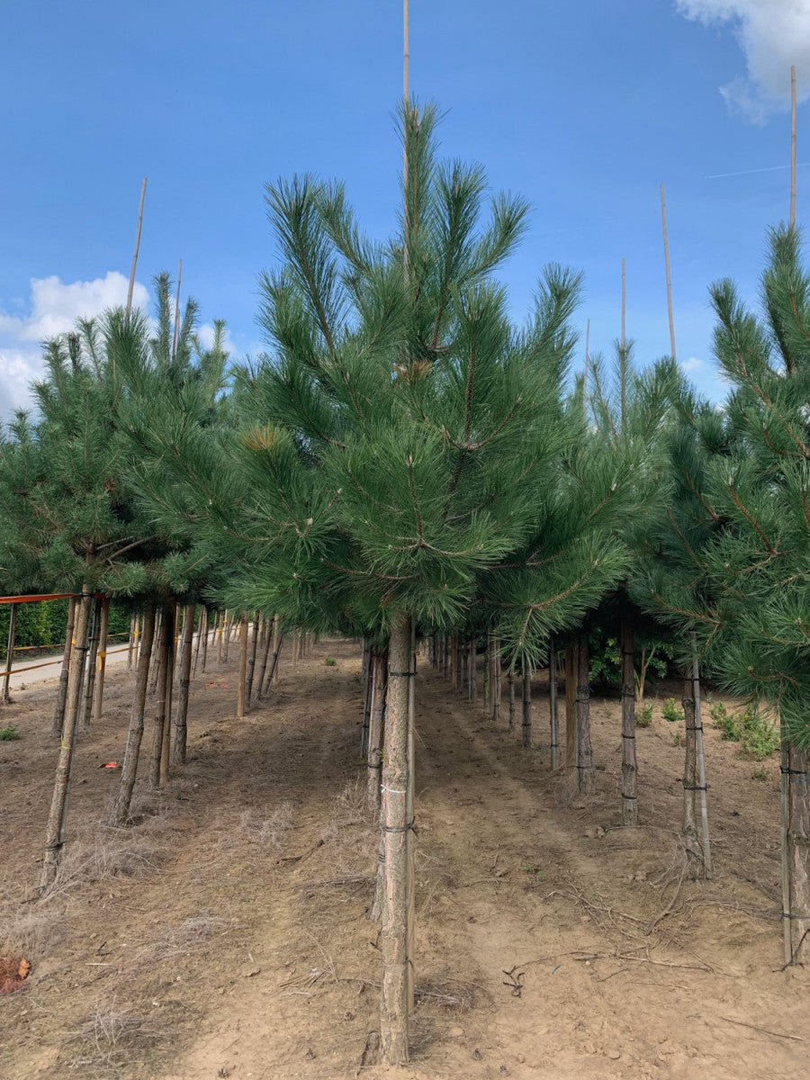 Schwarzkiefer , verfügbar in 20 Größen und Varianten, winterhart;;hier kaufen