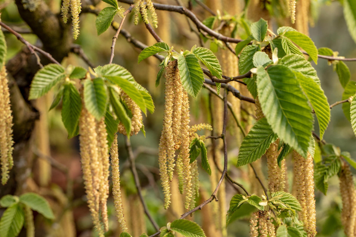 Carpinus betulus VkG 1 mit Blüte; Einsatz: Solitärbaum, luftreinigend;;Pflanzen vom Profi