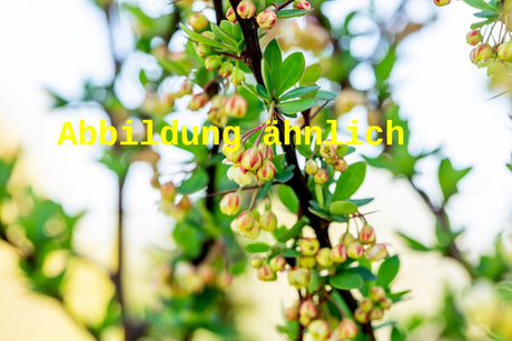 Genaues Foto für Berberis vulgaris folgt; dieses ähnliche Bild dient der Illustration von Sauerdorn