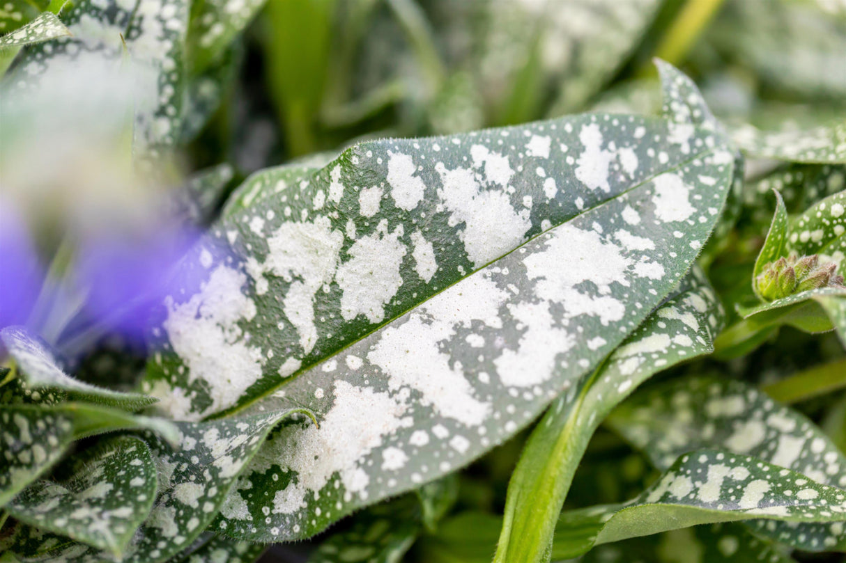 Echtes Lungenkraut mit Belaubung; Einsatz: Steingärten, frühblüher;;hier kaufen