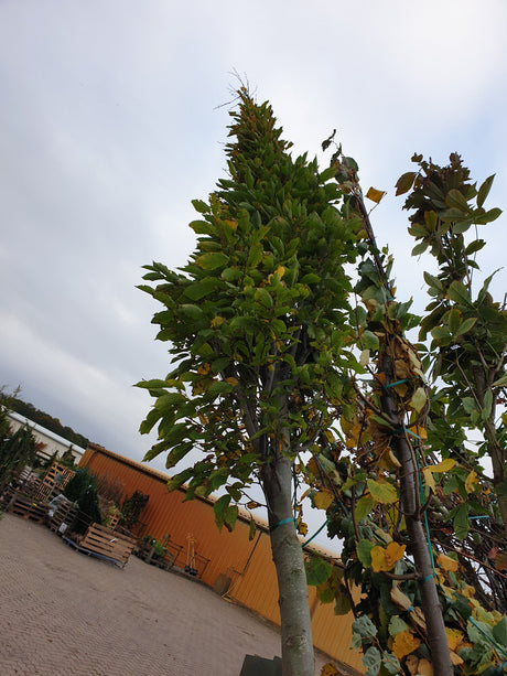 Pyramiden-Hainbuche 'Fastigiata'; vorbereitet für Versand; kompakte Wuchsform; Einsatzmöglichkeit z.B. : Heckenpflanze; erhältlich von 270-330 bis 450-650 cm;;hier kaufen