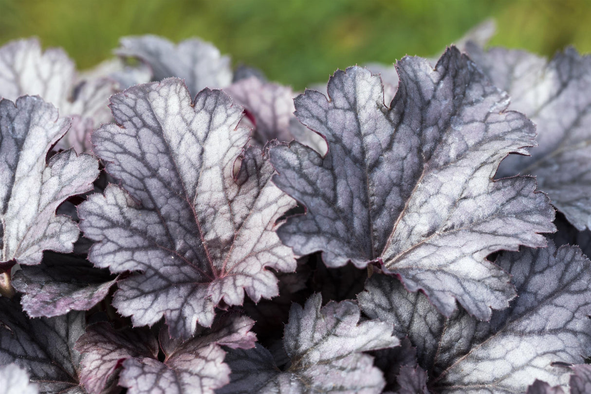 Heuchera micrantha 'Plum Pudding' , ;;ab 5,74 Euro