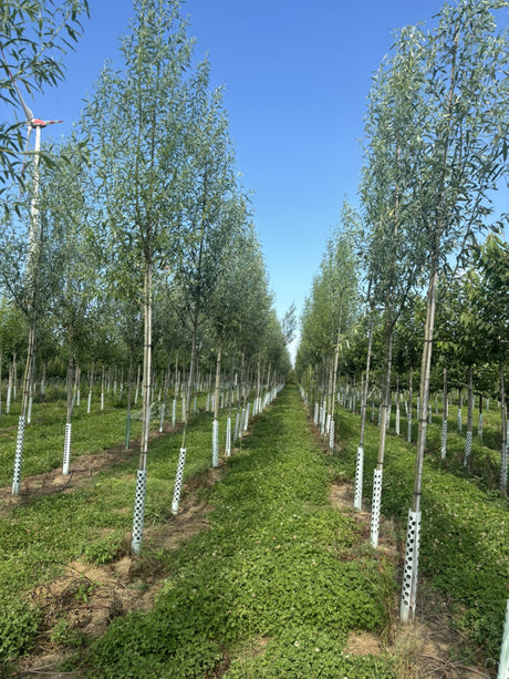 Silberweide; als Pflanze im Beet; pflegeleicht; Einsatzmöglichkeit z.B. : Bauerngarten; erhältlich von 50-80 bis 550-1000 cm;;hier kaufen