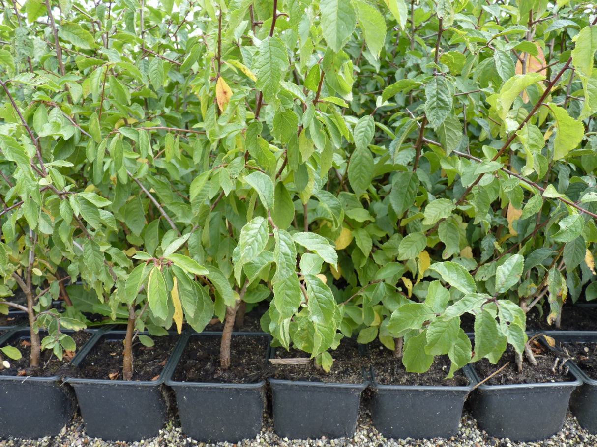 Schlehe, Schwarzdorn im Topf, verfügbar in 12 Größen und Varianten; Einsatz: Vogelnährgehölz, genießbare Früchte nach Frost;;hier kaufen