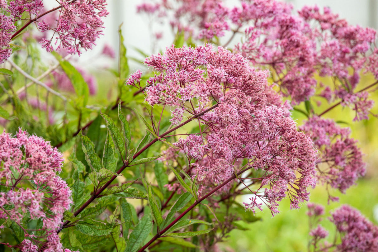 Eupatorium fistulosum 'Atropurpureum' mit Blüte; Einsatz: , ;;ab 6,24 Euro