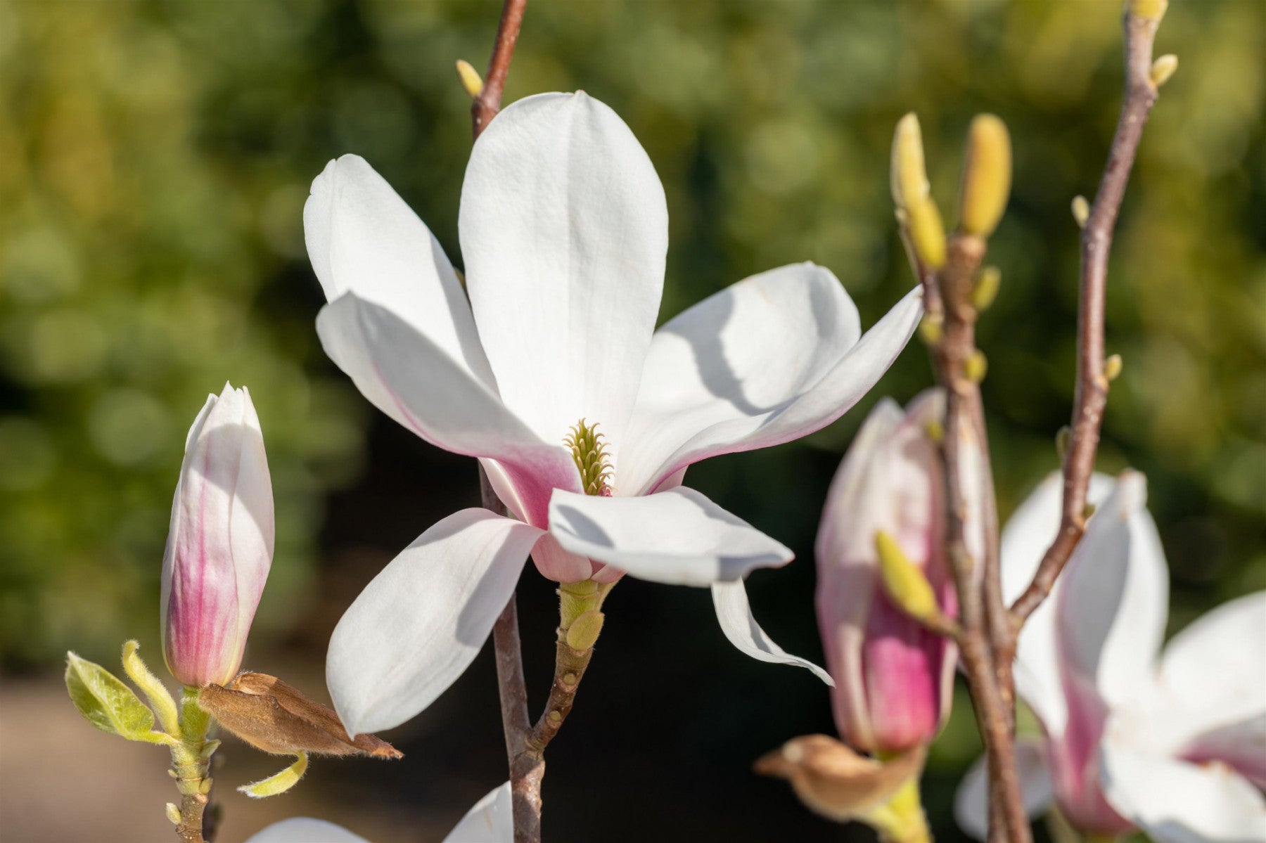 Magnolia soulangiana (Tulpenmagnolie)