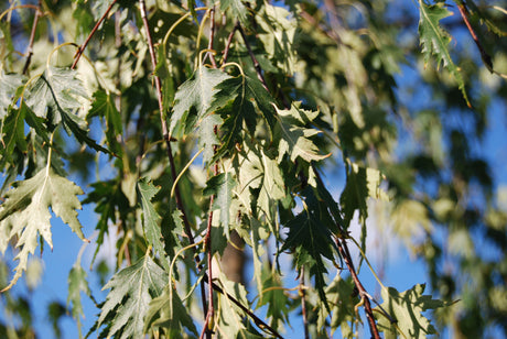 Betula pendula 'Dalecarlica'; hier mit Belaubung; winterhart; Einsatzmöglichkeit z.B. : Solitärgehölz; verfügbar in 4 Größen und Varianten;;ab 365,00 Euro