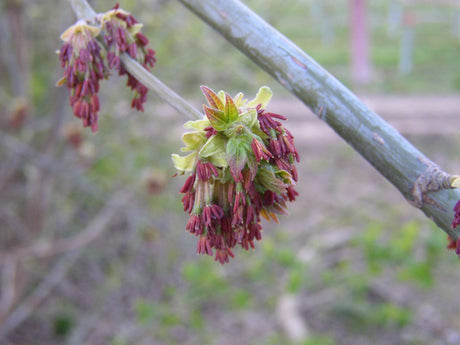 Eschenahorn; hier mit Blüte; schnellwüchsig; Einsatzmöglichkeit z.B. : Park; erhältlich von 270-330 bis 450-650 cm;;hier kaufen