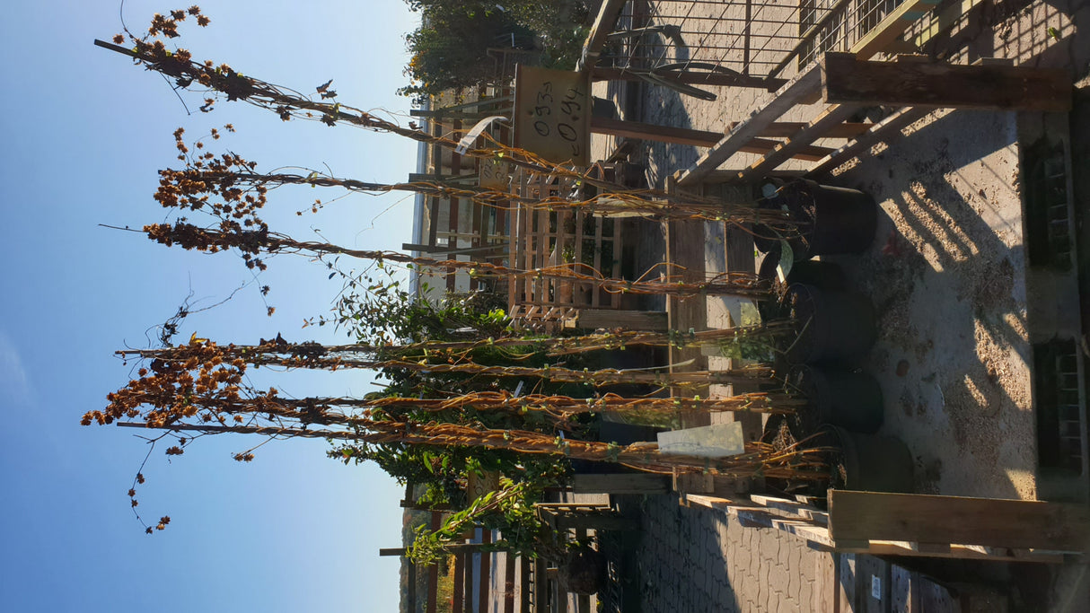 Wilder Hopfen Versand; Einsatz: Bienenweide, dekorativ;;hier kaufen