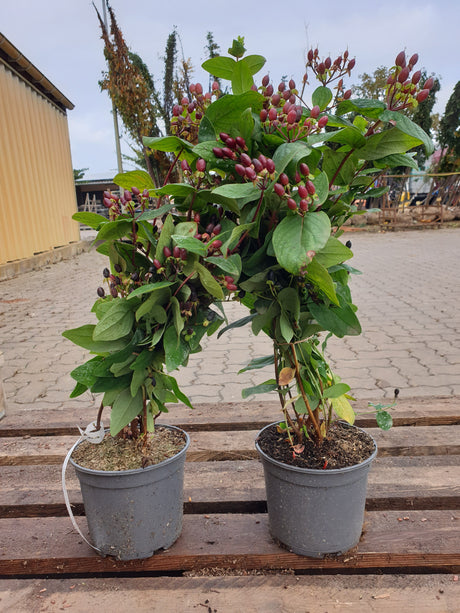 Mannsblut, Johanniskraut; vorbereitet für Versand; zierstrauch; Einsatzmöglichkeit z.B. : Bienenweide; erhältlich von 20-30 bis 30-40 cm;;hier kaufen