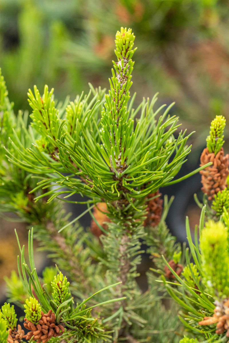Pinus contorta , erhältlich von 40-60 bis 200-225 cm, ;;ab 1,07 Euro