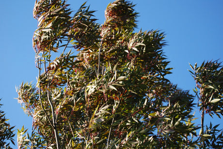 Fraxinus angustifolia 'Raywood'; hier unbelaubt; attraktive Herbstfärbung; Einsatzmöglichkeit z.B. : kleinkroniger Baum; verfügbar in 13 Größen und Varianten;;ab 325,00 Euro