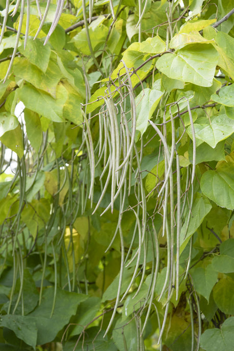 Trompetenbaum; mit Früchten/Fruchtbehang; anspruchslos; Einsatzmöglichkeit z.B. : Hausgarten; erhältlich von 125-150 bis 450-650 cm;;hier kaufen