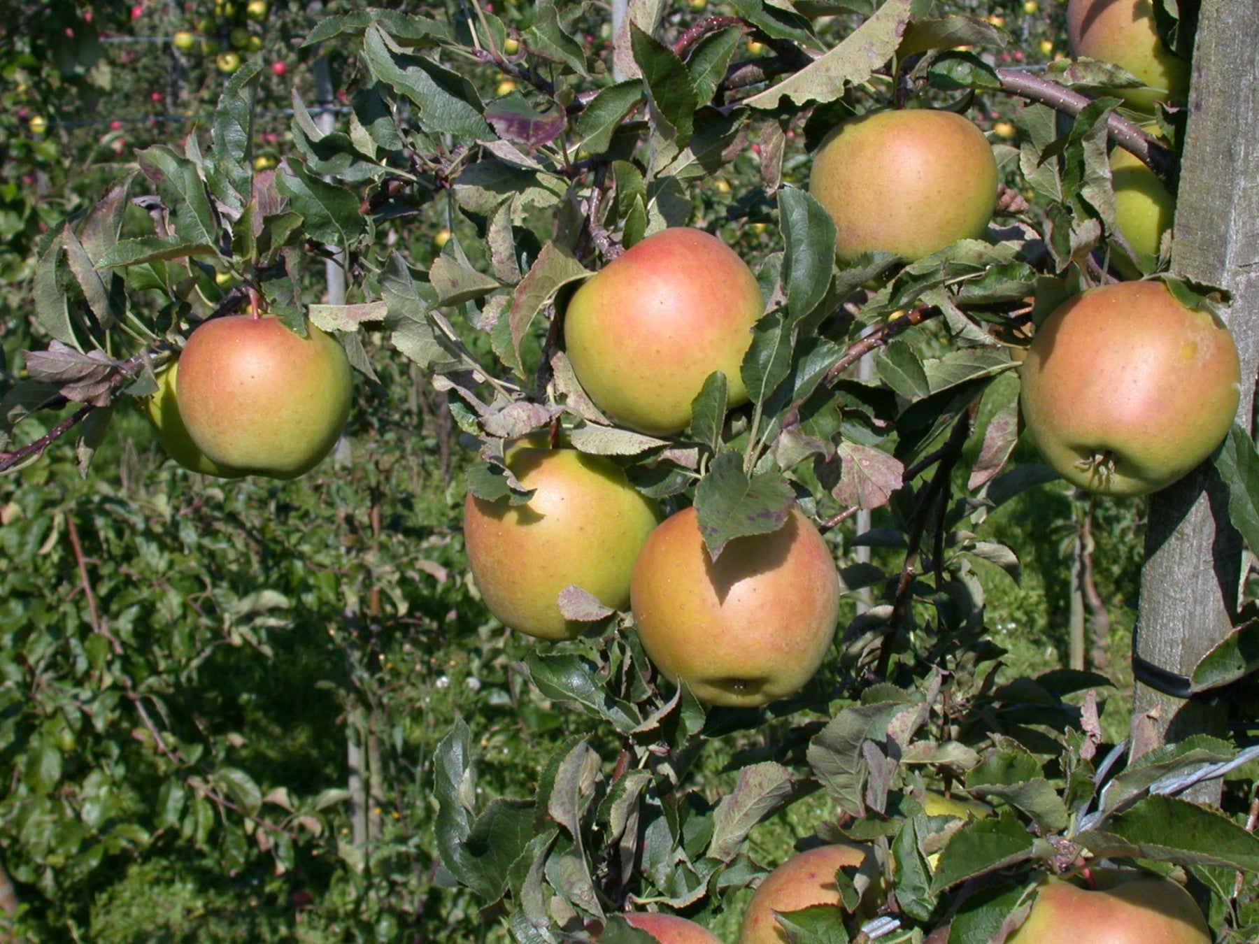 Malus 'Goldrush' (Apfel 'Goldrush' -R- mittel)