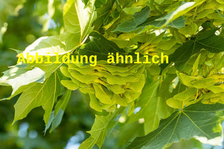 Genaues Foto für Acer platanoides 'Farlake's Green' folgt; dieses ähnliche Bild dient der Illustration von Spitzahorn 'Farlake's Green'