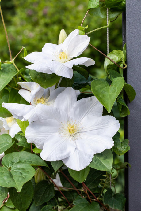 Clematis 'Madame Le Coultre'; hier mit Blüte; winterhart; Einsatzmöglichkeit z.B. : Rankgerüst; verfügbar in 2 Größen und Varianten;;ab 49,30 Euro